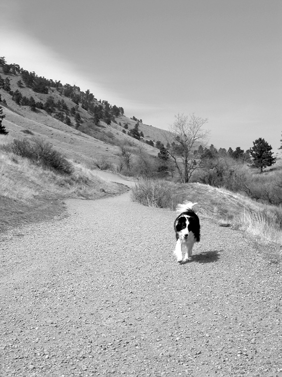 Dog on Sanitas Valley Trail